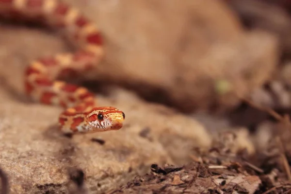 A cobra de milho (Pantherophis guttatus ou Elaphe guttata) está deitada sobre a pedra, grama seca e folhas secas em volta . — Fotografia de Stock