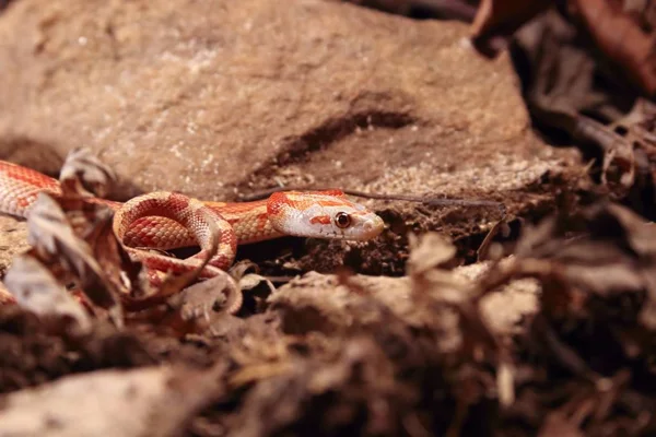 Die Kornnatter (pantherophis guttatus oder elaphe guttata) liegt auf dem Stein, trockenes Gras und trockenes Laub rund. — Stockfoto