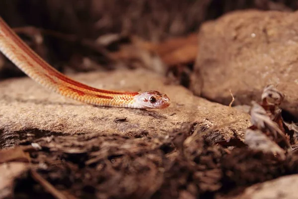 The corn snake (Pantherophis guttatus or Elaphe guttata) is lying on the stone, dry grass and dry leaves round. — Stock Photo, Image