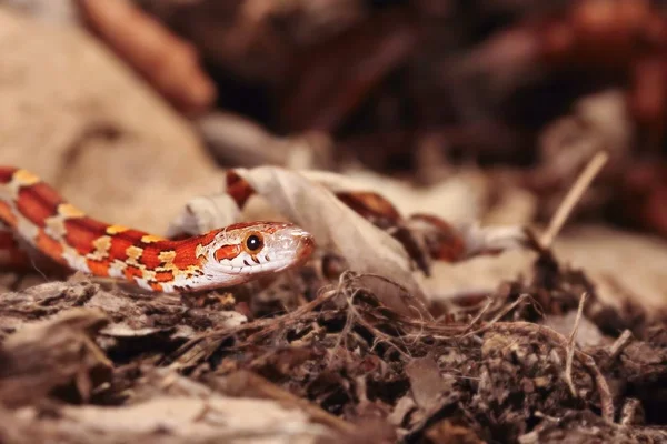 Mısır yılanı (Pantherophis guttatus veya Elaphe guttata) taşın üzerinde, kuru çimenler ve kuru yapraklar üzerinde yatar..