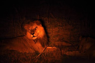 Bir aslan erkek (Panthera leo), kuru otlaklarda yatar ve gecenin karanlığında sürüsünün geri kalanını arar. Zambiya, Güney Luangwa.
