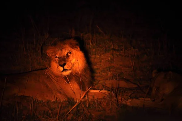 Leone Maschio Panthera Leo Sdraiato Praterie Aride Cerca Del Resto — Foto Stock