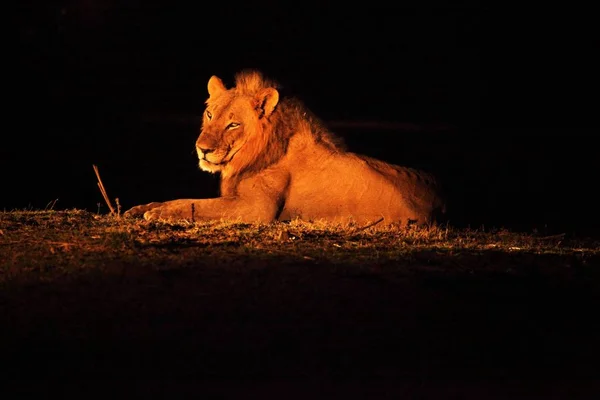 Un leone maschio (Panthera leo) sdraiato in praterie aride e in cerca del resto del suo orgoglio nella notte buia . — Foto Stock