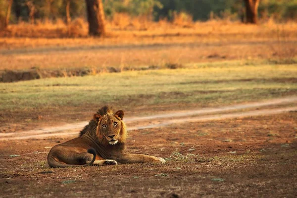 Een Leeuw mannetje (Panthera leo) liggend in droog grasland en zoekend naar de rest van zijn trots in de morgen zon. — Stockfoto