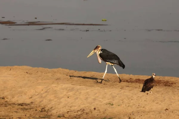Gam med huva (Necrosyrtes monachus) med en marabou stork (Leptoptilos crumenifer) sittande på sanden. — Stockfoto