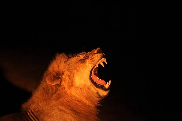 Un Lion mâle (Panthera leo) couché dans une prairie sèche et à la recherche du reste de sa fierté dans la nuit noire . — Photo