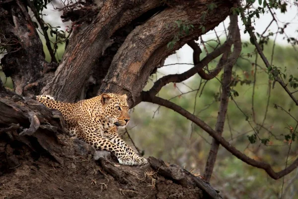 Гігантський африканський леопард (Panthera pardus pardus) відпочиває перед полюванням. Полювання на африканський барс. — стокове фото