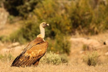 Griffon akbabası (Gyps fulvus) altın çayırlarda sakince oturuyor..