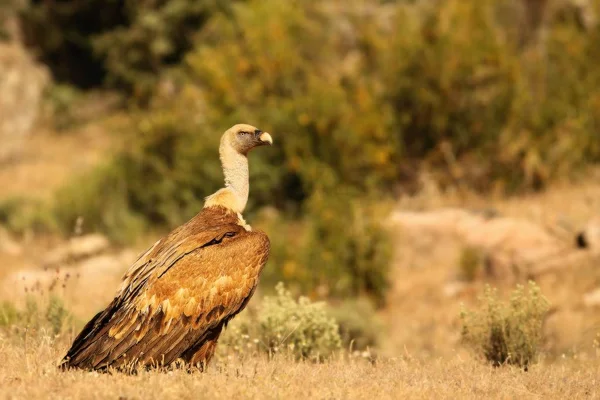 The Griffon vulture (Gyps fulvus) calmly sitting in the golden grassland. — 스톡 사진