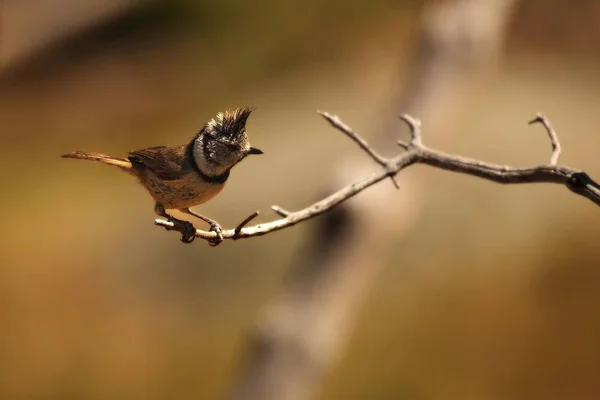 O europeu crista, ou simplesmente crista tit (Lophophanes cristatus) (anteriormente Parus cristatus) sentado na pedra . — Fotografia de Stock