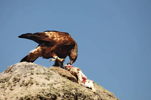 Złoty orzeł (Aquila chrysaetos) po polowaniu z królikiem śmierci. — Zdjęcie stockowe