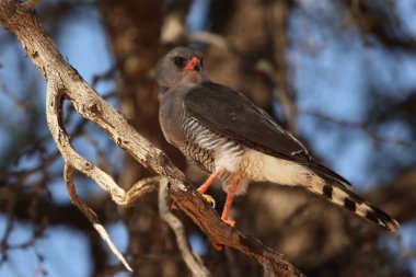 Güneyli soluk tenli atmaca (Melierax canorus) dalda oturur ve etrafı izler.. 