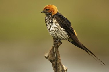 Dalın üzerinde oturan daha az çizgili kırlangıç (Cecropis Abyssinica).
