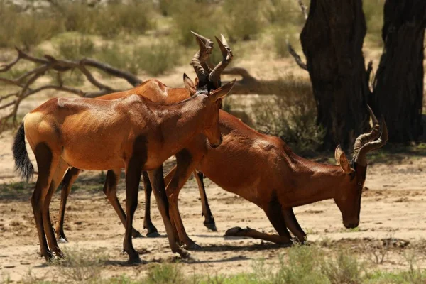Grupo de Hartebeest rojo, Alcelaphus buselaphus caama o Alcelaphus caama bebiendo del abrevadero . — Foto de Stock