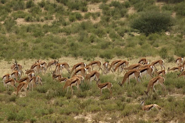 Stádo jarních boků (Antidorcas marsupialis) kráčející po červeném písku v poušti Kalahari v zelené trávě. — Stock fotografie