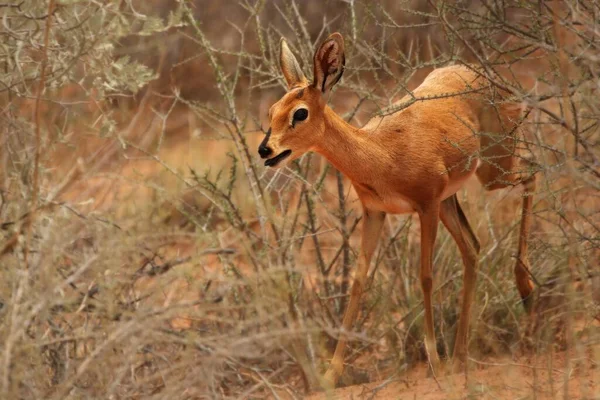 The steenbok (Raphicerus campestris) female walking in dry bush. — 스톡 사진