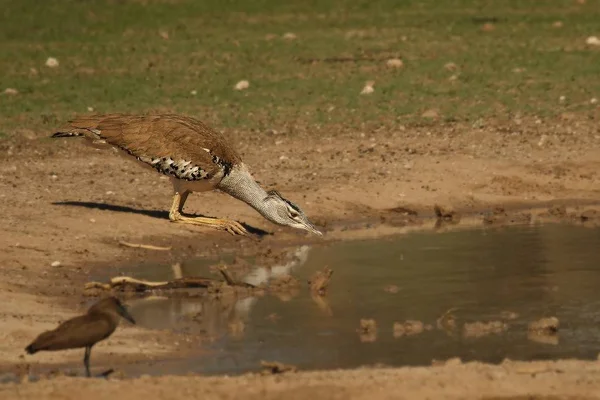 La bustard kori (Ardeotis kori) che rincorre dal lago . — Foto Stock