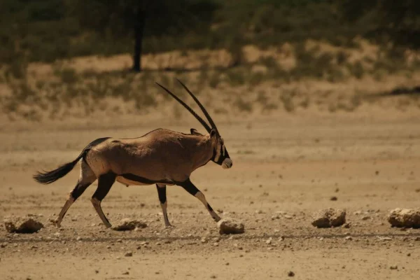 Gemsbok (nebo gemsbuck) (Oryx gazella) běží. — Stock fotografie