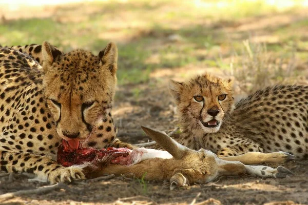 Cheetah (Acinonyx jubatus) familie, moeder met baby. — Stockfoto