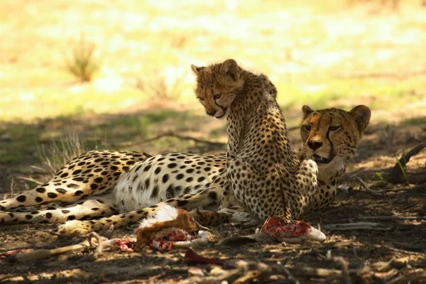 Cheetah (Acinonyx jubatus) family, mother with baby. — Stock Photo, Image