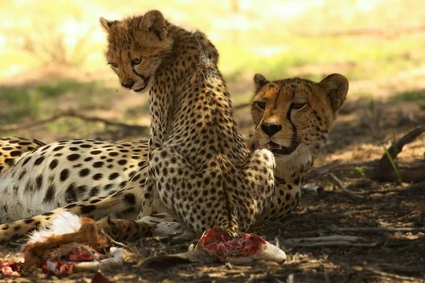 Cheetah (Acinonyx jubatus)家庭，有孩子的母亲. — 图库照片