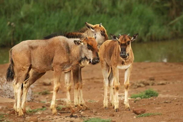 Grupo de jóvenes ñus (Connochaetes taurinus), alojados en el desierto de Kalahari . — Foto de Stock