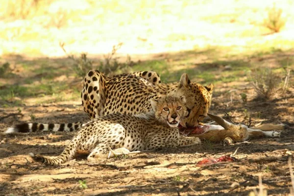 Familia Cheetah (Acinonyx jubatus), madre con bebé . —  Fotos de Stock