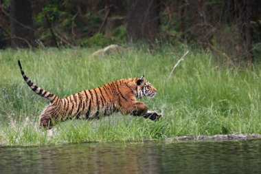 Sibirya kaplanı (Panthera tigris Dicle) veya Amur kaplanı (Panthera tigris altaica) ormanda suda yürür..