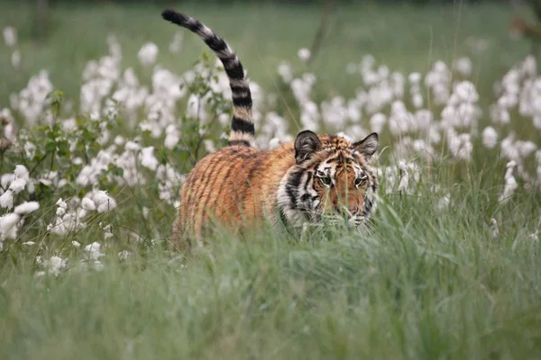 The Siberian tiger (Panthera tigris Tigris), or  Amur tiger (Panthera tigris altaica) in the grassland. — Stock Photo, Image