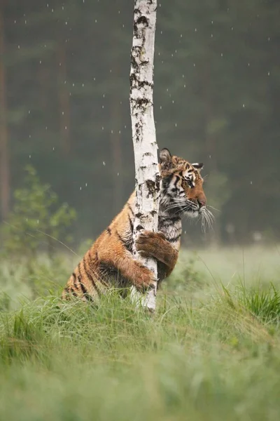 Tygrys syberyjski (Panthera tigris tigris) lub tygrys amurski (Panthera tigris altaica) na łąkach. — Zdjęcie stockowe