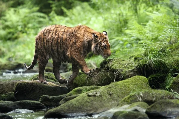 O tigre siberiano (Panthera tigris Tigris), ou tigre de Amur (Panthera tigris altaica) na floresta caminhando em um rio . — Fotografia de Stock