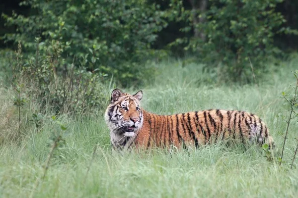 Der sibirische Tiger (panthera tigris tigris) oder der Amurtiger (panthera tigris altaica) im Grasland. — Stockfoto