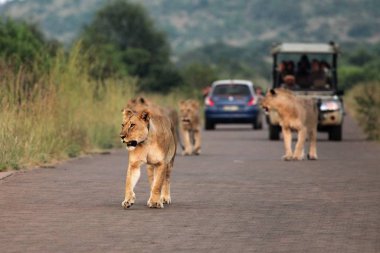Aslan gururu (Panthera leo) Güney Afrika Safari yolunda kalıyor..