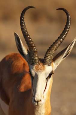 Genç Impala (Aepyceros melampus) erkek, Güney Afrika safarisinin gölgesindeki yeşil çimlerde kalıyor..