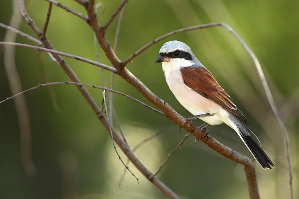 A beautiful brown shrike (Lanius cristatus) sitting on the brown dry branch in morning sun. — Stock Photo, Image