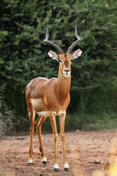 Den unga impala (Aepyceros melampus) hane vistas i det gröna gräset. — Stockfoto