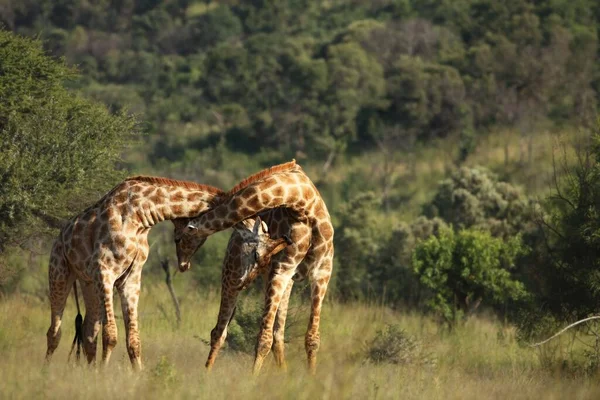 Een Afrikaanse giraffen jong mannetje (Giraffa camelopardalis giraffa) samen vechtend. — Stockfoto