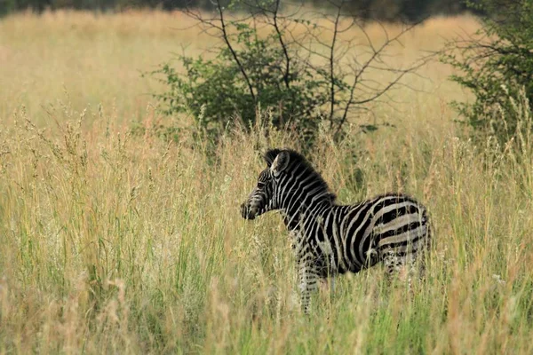 Una cebra de montaña (Equus zebra) en pastizales con hierba seca en el fondo. —  Fotos de Stock