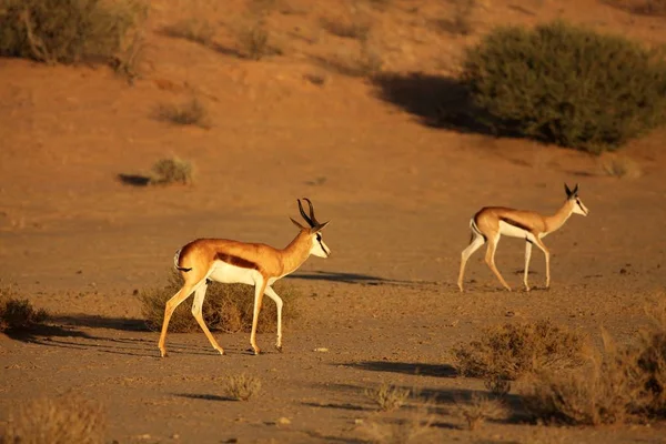 İki yay sıçanı (Antidorcas marsupialis) erkek kuru Kalahari kumu üzerinde yürür.