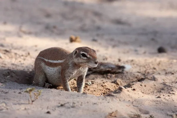 Les écureuils terrestres africains (genre Xerus) assis sur le sable sec du désert du Kalahari et se nourrissant . — Photo