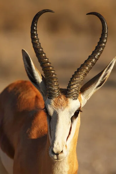 Den unga impala (Aepyceros melampus) hane vistas i det gröna gräset i skuggan på Sydafrika safari. — Stockfoto