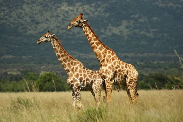 Een paar Afrikaanse giraffe (Giraffa camelopardalis giraffa) koppeling in het grasland. — Stockfoto