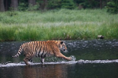 Sibirya kaplanı (Panthera tigris Dicle) veya Amur kaplanı (Panthera tigris altaica) ormanda suda yürür. Yeşil arka planlı kaplan.