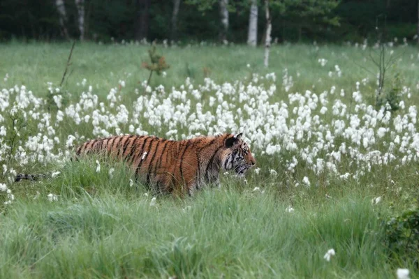 Siberian Tiger Panthera Tigris Tigris Amur Tiger Panthera Tigris Altaica — Stock Photo, Image