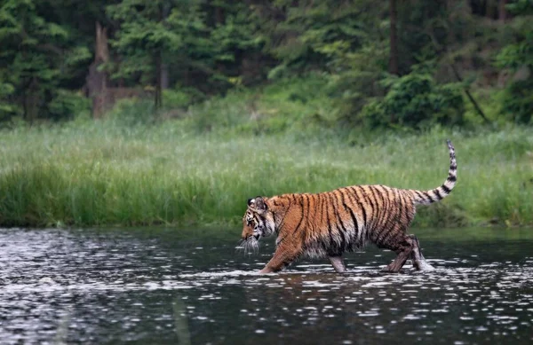 シベリアトラ Panthera Tigris Tigris またはアムールトラ Panthera Tigris Altaica 森の中を水の中を歩く 緑の背景を持つ虎 — ストック写真