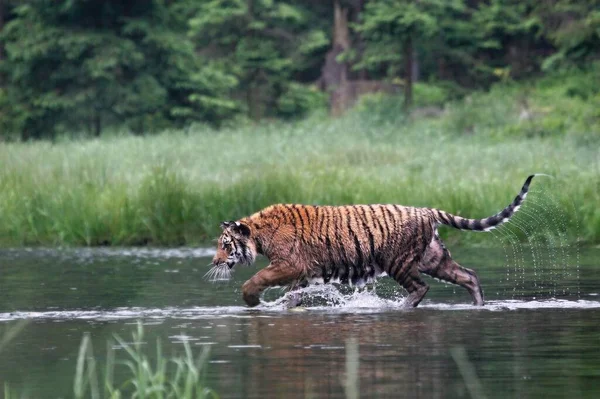 Tigre Siberiana Panthera Tigris Tigris Tigre Amur Panthera Tigris Altaica — Foto Stock