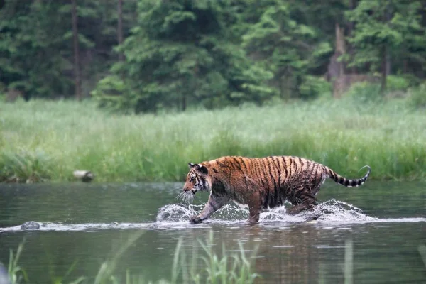 Siberian Tiger Panthera Tigris Tigris Amur Tiger Panthera Tigris Altaica — Stock Photo, Image