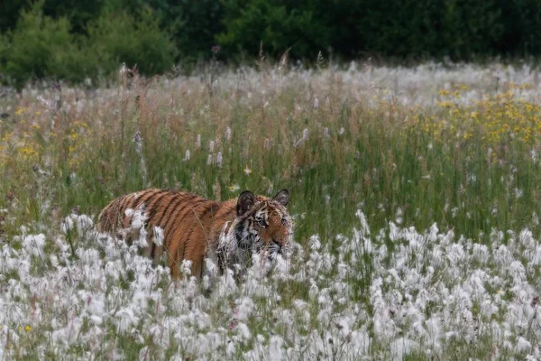 Siberian Tiger Panthera Tigris Tigris Amur Tiger Panthera Tigris Altaica — Stock Photo, Image