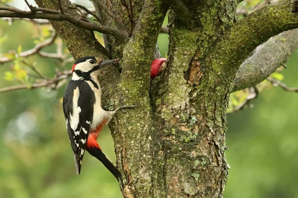 Grande Pica Pau Adulto Dendrocopos Major Sentado Uma Árvore Tentando — Fotografia de Stock