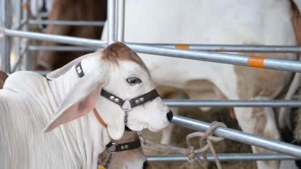 Gros Plan Des Vaches Ferme Concept Agriculture — Video